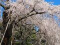 2022 広島の桜