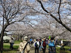 引地川沿いに連なる桜並木の眺めは絢爛豪華でした！　