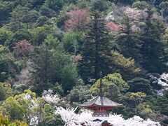 桜満開・安芸の宮島