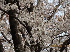 森のさんぽ道で見られた山桜