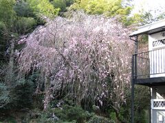堀口家の枝垂れ桜－2022年