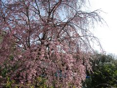 小田急団地の枝垂れ桜(2)－2022年