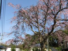 実方家の枝垂れ桜(2)－2022年