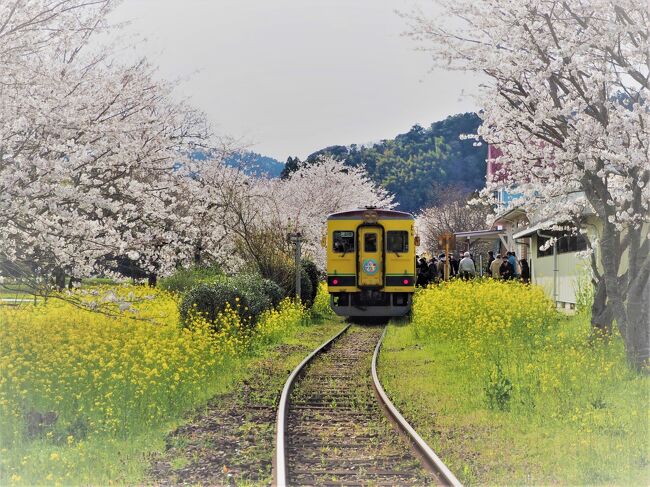 大人の青春18きっぷ2022年春旅Part③　後編 【いすみ鉄道に乗って春の房総半島横断に行ってみよう♪】　