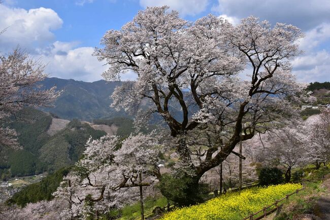 高知県北西部に位置する仁淀川町（によどがわちょう）の山里に咲く一本桜「ひょうたん桜」を訪れます。<br />つぼみがひょうたんの形をしたエドヒガン（ウバヒガン）は、「ひょうたん桜」と呼ばれています。<br />花が咲いたときでも萼筒下部のふくらみがひょうたんに似ています。<br />樹齢約500年にもかかわらず、樹高21m、根元廻り8mもあり、元気な桜です。<br /><br />高知を訪れたのは昨年で、「ひょうたん桜」の満開から3日後の2021年3月22日。<br />仁淀川町では「ひょうたん桜のお花見情報」をネットで公開しているので参考にできます。<br />・2020年開花日3/14、満開日3/24、散り始め3/27<br />・2021年開花日3/12、満開日3/19（3/22訪問）、散り始め3/24<br />・2022年開花日3/21、満開日3/27、散り始め3/31<br /><br />「ひょうたん桜」は仁淀川町役場から山あい3.5kmのところにあり、周りには菜の花や桜が植えられており山里に咲く花を楽しめます。<br />標高差290mの登り坂を行くのでタクシーを利用し、帰りは歩いて戻ります。<br /><br />なお、旅行記は下記資料を参考にしました。<br />・仁淀川町観光協会「お花見情報2022」「煎茶」<br />・仁淀川町のHP、「仁淀川町で遊ぶ本」<br />・高吾北広域町村事務組合のHP<br />・みんなの花図鑑「シデコブシ」
