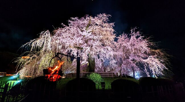 2022/4　<br />どこかにマイルで伊丹が当たったので、<br />京都に花見に行ってきました。