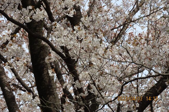 4月2日、午後2時15分過ぎに川越市の森のさんぽ道へ行きました。　今まで、バードウオッチングや蝶の観察で森のさんぽ道を歩いていましたが、この時期は新緑と山桜も美しいので写真撮影をしながら観察しました。山桜の樹は樹高が15m～30mもあり、しかも花はかなり上の方で咲いているので写真には撮りずらいです。<br /><br /><br /><br />*写真は素晴らしかった山桜