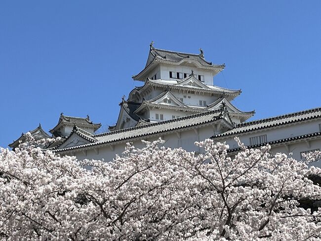 桜満開の4月 姫路城に行きました。<br />ガイドさんに案内してもらいました。