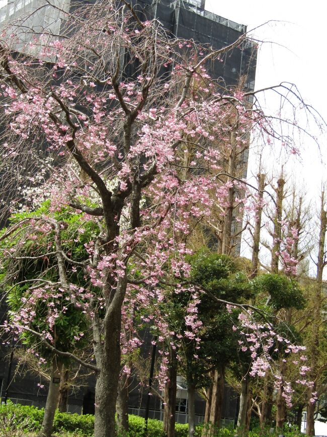 　広場やその脇に枝垂れ桜が植えられている団地が幾つかある。たとえば、JR東戸塚駅最寄りのニューシティパークヒルズ、鹿島田駅最寄りのパークシティ新川崎などがある。<br />　このパークシティ新川崎ではセントラルフィットネスクラブ前の広場に3本ほどの枝垂れ桜が植えられている。当初に植えられたものであろう。<br />　しかし、年々木が大きくなっているように感じられるが、今年は上の方の枝に花が付いていない。これはこの冬の寒さの影響なのであろうか？<br />　こうした団地に枝垂れ桜を植えることは素晴らしいことである。しかし、植えた当初は住民の中にその世話を見てくれる人がいても30年も経つとその人がいなくなってしまっている。<br />　世話をしてくれる人がいなくなると、造成地に植えられた枝垂れ桜も元気がなくなるものだ。ＵＲ賃貸の団地のように、通年団地内の落ち葉の掃除や立木の選定などを行っている団地もあるが、通年で枝垂れ桜の世話を植木屋に頼んでいる団地は少ないのであろう。また、小学校などでも枝垂れ桜を植えていることがあるが、やはりその世話は上手く行っていないようだ。たとえば、横浜市立倉田小のように…。<br />　枝垂れ桜はソメイヨシノなどとは違って手入れが必要な桜であるようだ。<br />（表紙写真はパークシティ新川崎の枝垂れ桜）