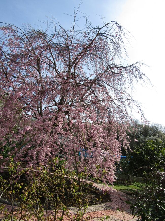 　小田急団地の枝垂れ桜(https://4travel.jp/travelogue/11746549)が咲き進んでいるのを確認しに出掛けた。<br />　もっこりとした八重の花がピンクから薄いピンクに変わって満開の開花状況になって行く。こうした花が大きく、もこもこの花も珍しい。おそらくは、このお宅のご主人が宮城県の植木職人に選ばせた枝垂れ桜なのだろう。<br />　何と言っても、将来、枝垂れ桜が大きくなっても十分な広さの庭の中央に植えられていることだ。<br />（表紙写真は小田急団地の枝垂れ桜）