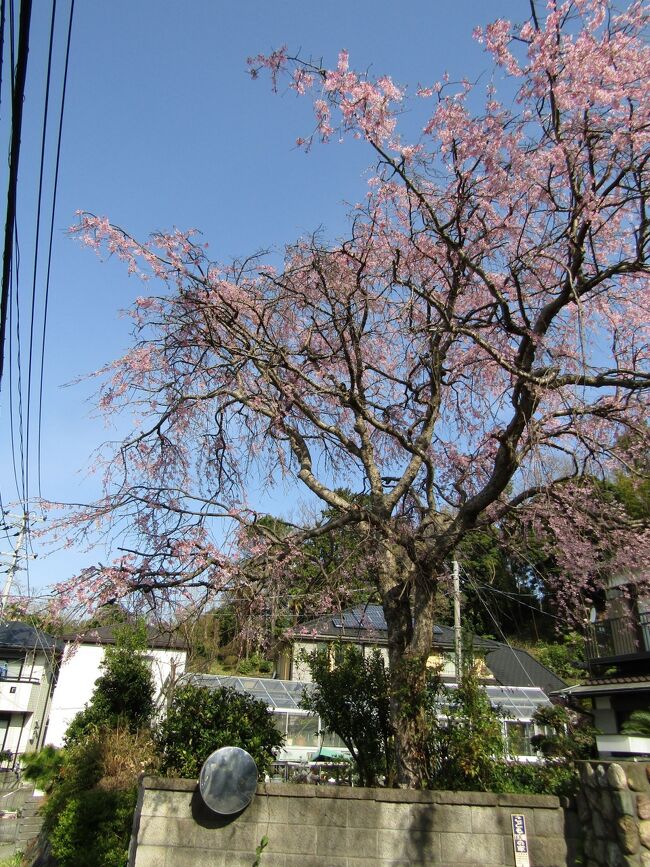 　実方家の枝垂れ桜(https://4travel.jp/travelogue/11746540）も満開を過ぎ、散り始めである。<br />　今日も前を通ったので写真に収めた。上の枝にも花が付いている。<br />（表紙写真は実方家の枝垂れ桜）