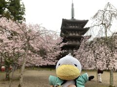 京都　2022のしだれ桜、時々ソメイヨシノ