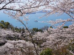 広島県内花見の隠れスポット競演～遊学の森広島県緑化センターVS正福寺山公園　ついでにおまけの江波山公園ヒロシマエバヤマザクラです～