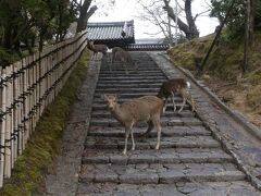 春の奈良・京都7日間の旅　④ 東大寺から興福寺、元興寺、ならまち歩き。