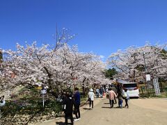 日岡山公園の満開の桜