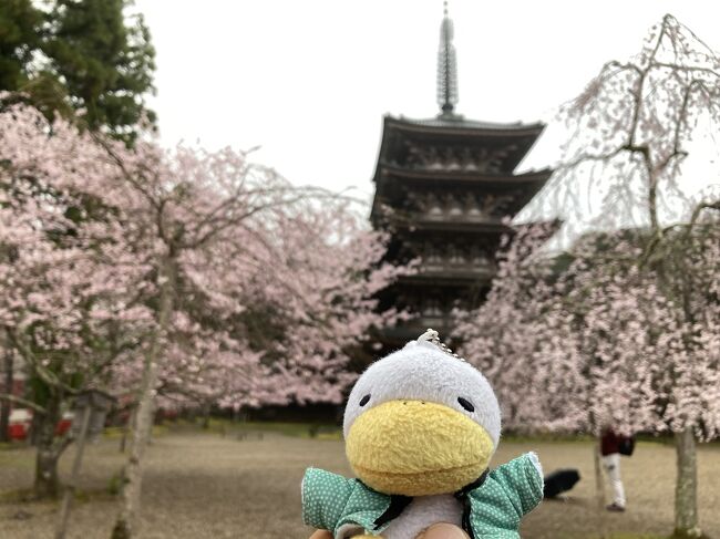 3月の最終週、休みが取れて京都に行きました。ここ数年に比べ少し遅い桜だったので　出発の日には東京が満開なのに、その一方で京都はソメイヨシノが開花したばかり。何しに行くのだと思いながら取り敢えず　早咲きのしだれ桜に狙いを絞ることにしました。そしたら数日でソメイヨシノも満開となりました。いろいろ見て来ました。