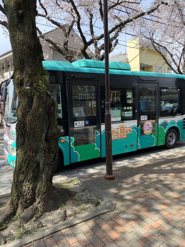 多磨霊園と府中中心部での桜祭り