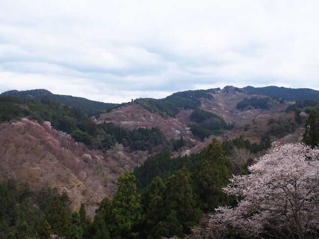 昨年吉野の桜を見に1人旅をしたのですが、母も「一度は見てみたい」と言うので、2年連続春の奈良に訪れることに。<br />吉野は昨年3月下旬に行ったら丁度満開の時期に当たったので、今年も同じくらいの時期にしたのですが今年の桜にはまだ早かった。<br />下千本で三分咲きくらいで、ちょっと残念でした。<br />個人的には通算15回目となる奈良旅です！<br /><br />＜行程＞<br />1日目：吉野 → 今井町<br />2日目：長谷寺 → 信貴山<br />3日目：奈良市<br /><br />＜往路・新幹線のぞみ255＞<br />東京 19：00 → 新大阪 21：30　1人12570円（EXのぞみファミリー早特で予約）<br />＜復路・新幹線のぞみ230＞<br />京都 15：13 → 東京 17：24　1人11000円（EX早特21で予約）<br /><br />＜宿泊＞<br />前泊：ニューオーサカホテル 素泊まり1泊4500円（直前割キャンセル不可）<br />1日目：今井町 農家のオーベルジュこもれび　朝夕食付1泊1人10000円<br />2日目：信貴山 玉蔵院　朝夕食付1泊1人12100円