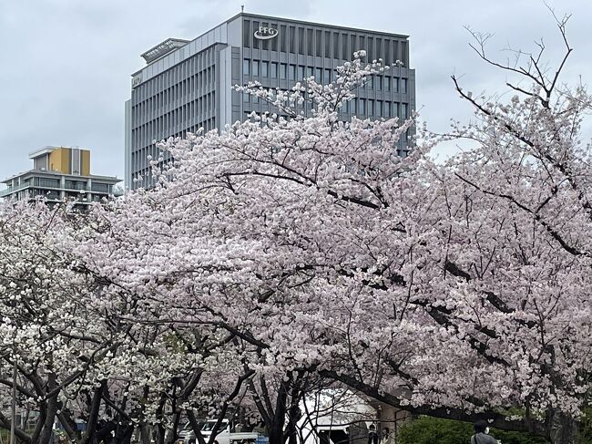 3泊４日の博多旅行<br /><br />宮地嶽神社へ行き、舞鶴公園の桜を楽しみました。