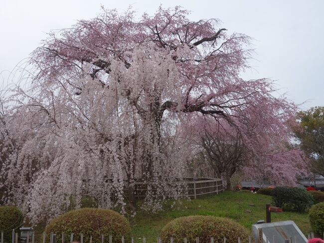 京都の桜はいろいろあれど，円山公園の枝垂桜は必見です。