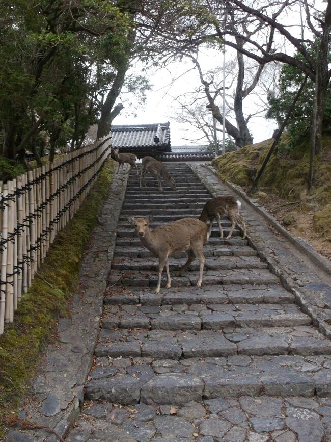 春の奈良・京都7日間の旅　④ 東大寺から興福寺、元興寺、ならまち歩き。