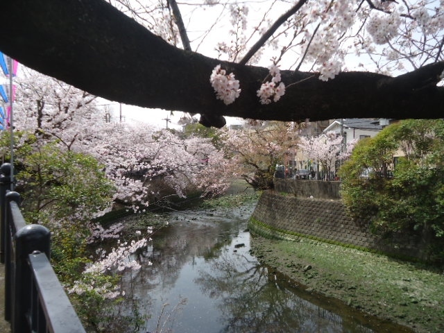 横浜南部の大岡川沿いには桜の見物コースが整備されています。京急電車の南太田で降りて、弘明寺駅まで大岡川沿いを散策です。川に桜の花びらが落ちて、きれいな桜見物コースです。