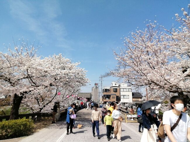 2022年 岡崎桜まつりを堪能…ついでにタイ飯ランチも満喫