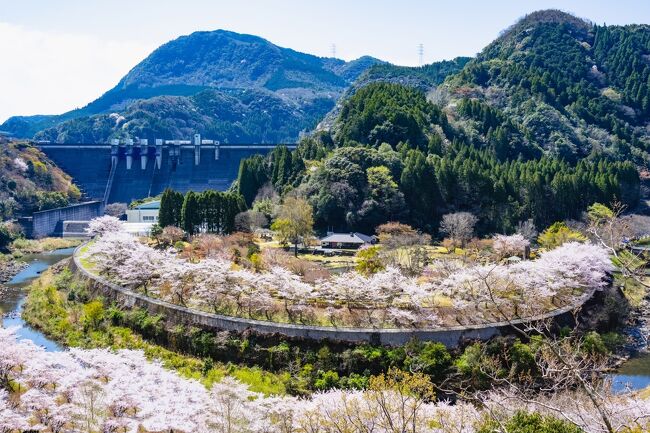 　耶馬渓ダム完成記念の日本庭園、渓石園の桜が散り始めました。