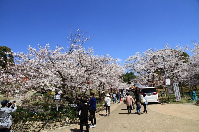 兵庫県加古川市にある広大な敷地の日岡山公園。<br />お花見スポットとして知られています。<br />桜が満開だという事で行ってきました。<br />好天に恵まれ平日にもかかわらず、数か所ある無料の駐車場はほぼ満車で、たくさんの人が訪れていました。<br /><br /><br />