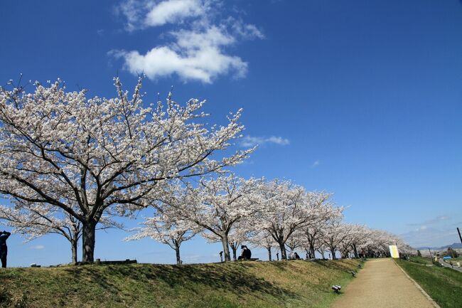 加古川の堤防沿いに約４ｋｍも続く桜並木が満開で綺麗でした。