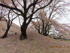 文京学院大学構内の桜