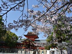 京都・八幡市、石清水八幡宮の桜。
