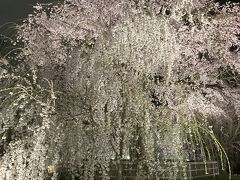 京都で桜　円山公園～高台寺～京都御苑～二条城～醍醐寺