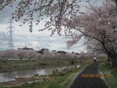 柏市の大堀川・リバーサイドパーク（北柏地区）・桜満開・2022年4月