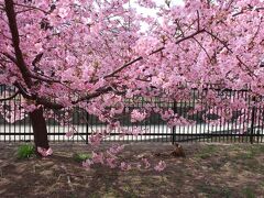 淀水路の河津桜　2022