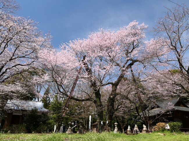 群馬県邑楽町の「長柄神社」へ、邑楽町指定天然記念物のエドヒガンザクラを見に行きました。咲き具合は見頃になっており、青空の下で綺麗な花を楽しめました。<br />ここには、参道の両側や社殿の周りに大きなソメイヨシノがあり、それらは３～５分咲きくらいに咲き始めていました。