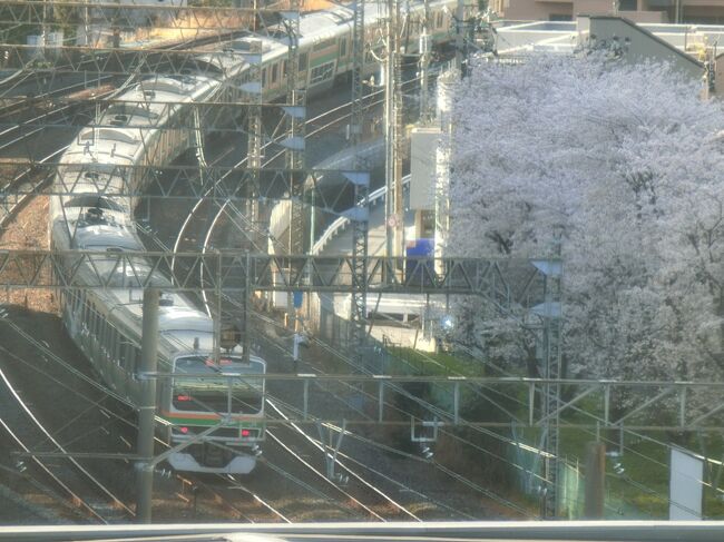 やっと晴れた<br />桜の公園を渡り歩いて池袋へ