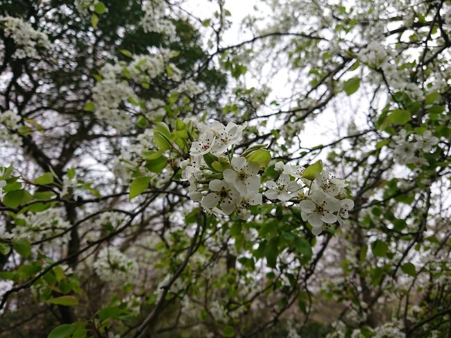  毎年、小幡緑地のマメナシの開花の時期に合わせて開催される、ゆとりーとライン主催の「小幡緑地の桜とマメナシの観察ウォーク」に参加してきました。約６キロの行程で、昨年はソメイヨシノは散った後でしたが今年は満開、マメナシも観察することができました。ただ、今年も天候にはあまり恵まれず、ゴール直前で雨具を使用することになりました。<br /> また、前日にはJR東海主催のさわやかウォーキングも同地区で開催されました。<br /> なお、昨年とほぼ同じウォーキングなので画像等は少なめです。