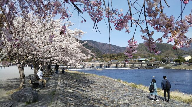1年前の旅行記で、受験がてら東北旅行を息子と一緒にしましたが、残念ながらサクラ散る結果となり1年、<br />努力が実り、この春晴れてサクラサク結果となり大学生へ。一人暮らしの手伝いのために家内と一緒に京都へ。<br />初めて春、桜の時期に京都を訪れました。引っ越ししながら、できる限り観光しました。<br />今回は、少し遠い嵐山～仁和寺～北野天満宮(半日)、定番の清水寺～知恩院～哲学の路～銀閣寺(半日)、息子宅の近くの下鴨神社を観光。<br />第一弾は嵐山～(正確には北九州から)