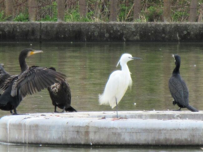 桜と野鳥を見に県民健康福祉村へ★2022年4月