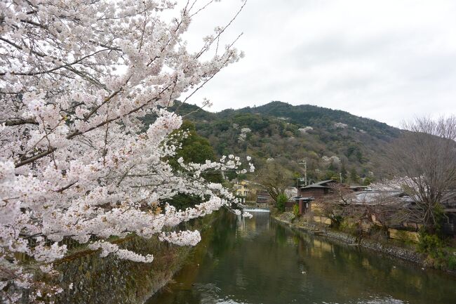 嵐山の桜が満開になったと聞いて行ってみました。<br /><br />ただし、日曜日だったのでとても混むだろうと思って、朝早くに<br /><br />行き、10時ごろには嵐山を後にしました。<br /><br />お天気はちょっと悪かったですが、桜の時期の嵐山は<br /><br />初めてだったので大満足でした。