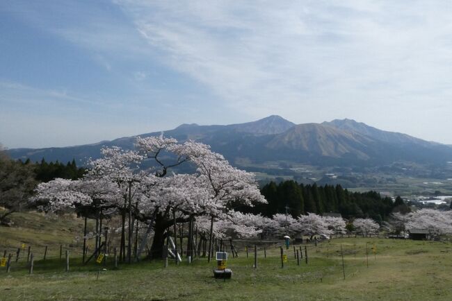 旅行記の詳細を作成する前に南阿蘇と天草の桜だより。<br /><br />南阿蘇は見ごろを迎えていますが、天草は散ってきております。