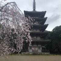 京都は花見三昧旅行