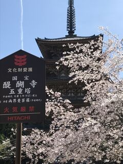 2022　桜・京都の桜　三日目　醍醐寺の桜　その一