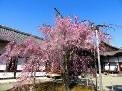 団塊夫婦の桜巡りドライブ・2022京都＆奈良ー（１）最初はほぼ桜満開の醍醐寺へ