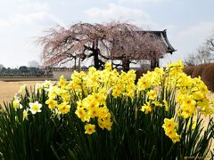 「善長寺」の枝垂れ桜と水仙_2022_サクラは散り進んで見頃過ぎ、水仙は見頃でした（群馬県・館林市）