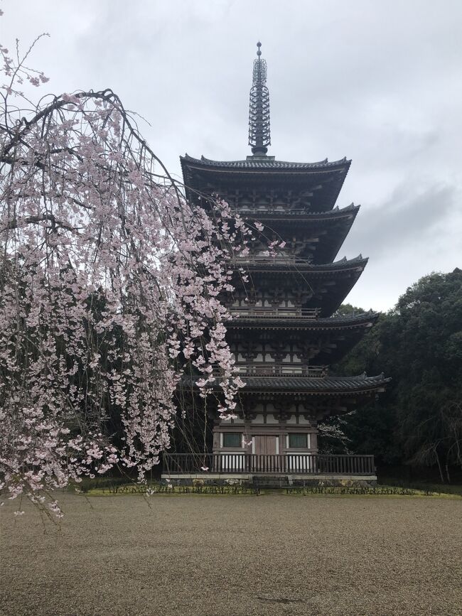 何度訪れてもすべてを見ることのできない京都です。そこで今回は桜の季節に「花見三昧旅行」をしました。京都の花見では有名な場所を中心に見て廻りました。また途中、毎日花見だと飽きるのでアクセントとして貴船神社、鞍馬寺と滋賀県まで足を延ばし、甲賀忍術屋敷と信楽焼陶苑たぬき村を加えました。<br />第1日(3/31)新幹線で京都駅まで行き、京阪バスで醍醐寺で花見をして地下鉄でホテルに向かう。<br />第2日(4/1)ホテルから嵐山に向かい、トロッコ列車で花見。亀岡市内を観光後、トロッコ列車と嵐電を利用しホテルに向かう。<br />第3日(4/2)JRと信楽鉄道を使い、甲賀忍術屋敷、紫香楽宮跡、信楽焼陶苑たぬき村を廻り、京都市内ホテルに向かう。<br />第4日(4/3)大河内山荘と大覚寺で花見。途中大覚寺への移動途中、鳥居元に立ち寄る。夜桜見物は清水寺、円山公園、辰巳台明神(巽橋)付近、高瀬川のスポットを廻る。<br />第5日(4/4)西本願寺にお参り後、東寺で花見をし、昼食後に新幹線で帰宅。、