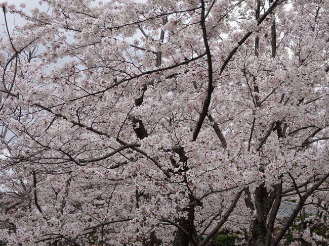 用事を兼ねて、京都のお花見に行きました。<br />場所によっては満開でしたが、<br />週末で、桜祭りも行われ、かなりの人混みでした。<br />満開の桜は美しかったです。<br />ちょっと雨も降ったりして<br />予定通りにならなかったのが残念でした。