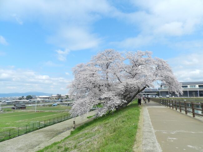 天理市に新しくできた道の駅「なら歴史芸術文化村」近くにある『幾坂池の一本桜』◆milkさんようこそ奈良へ！【前編】