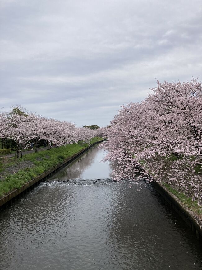 桜が満開の頃を見計らって友人が船橋市海老川沿いの散歩に誘ってくれました。<br /><br />写真は海老川沿いの桜並木